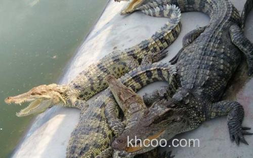 鳄鱼_2