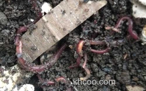 蚯蚓_0