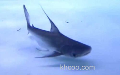 成吉思汗鲨_2