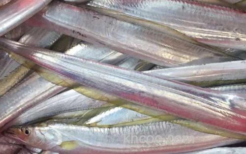 带鱼_0