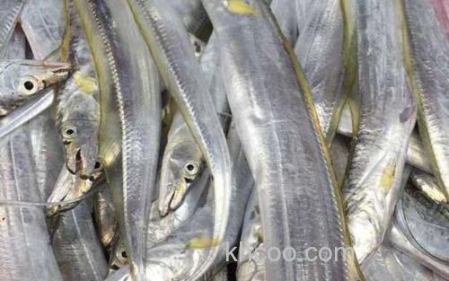 带鱼_4