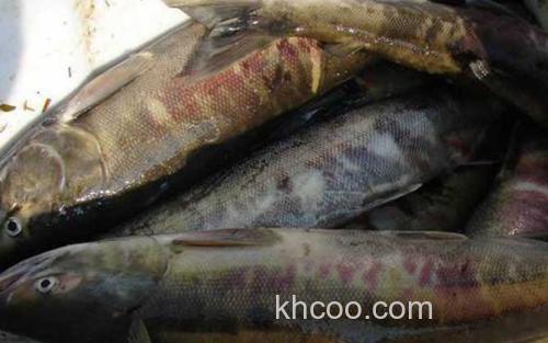 抚远大马哈鱼_0