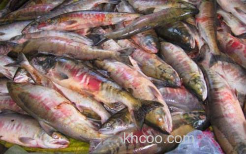 抚远大马哈鱼_3