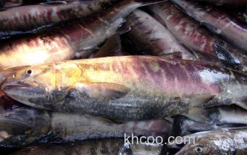抚远大马哈鱼_2
