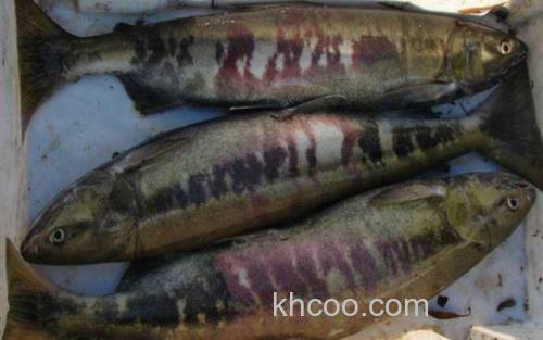 抚远大马哈鱼_1