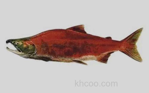 红大马哈鱼_2
