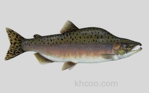 驼背大马哈鱼_1