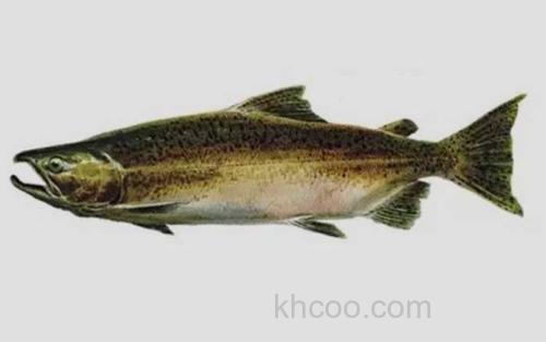 大鳞大马哈鱼_3