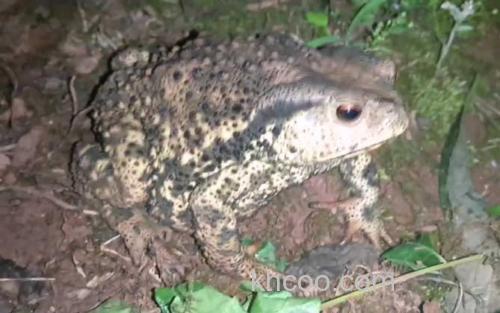 中华蟾蜍_2