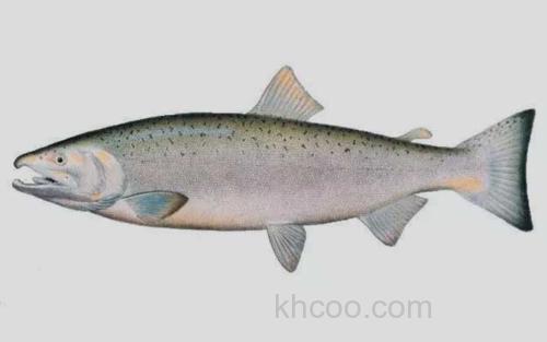 大马哈鱼_0