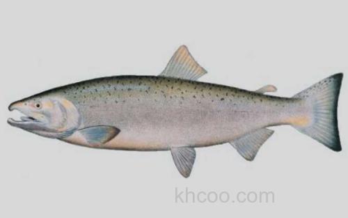 马苏大马哈鱼_5