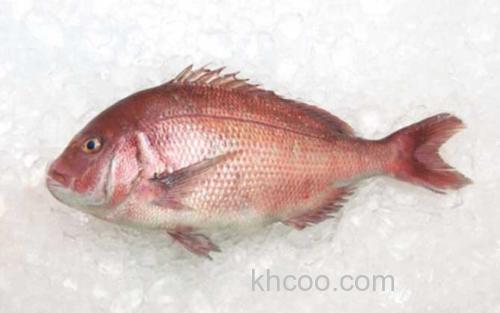 红鲷鱼_1