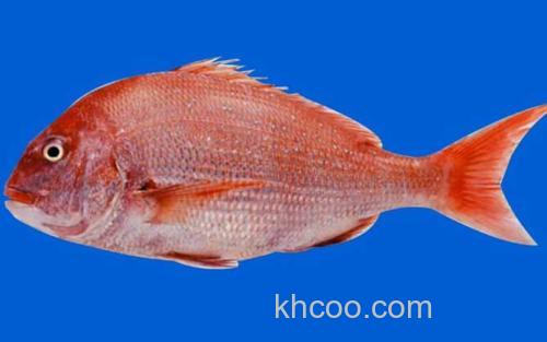红鲷鱼_0