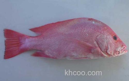 红鲷鱼_2