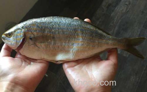 叉牙鲷_1