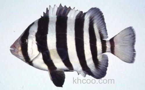 条石鲷_3