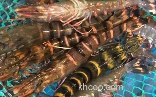 斑节对虾_2