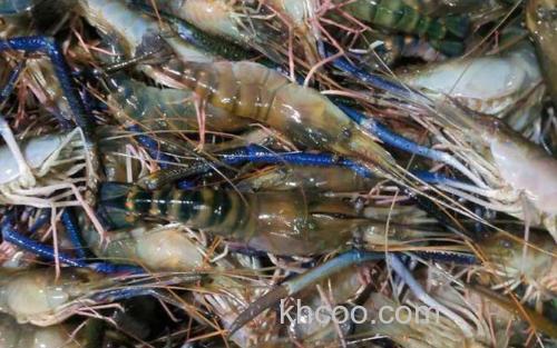 草虾_1