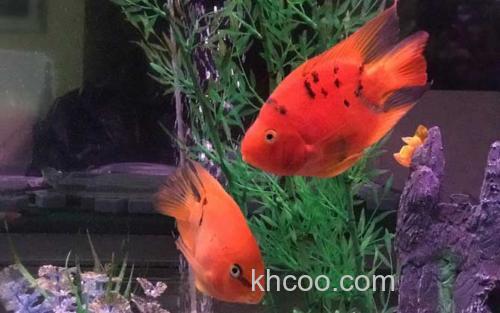 鹦鹉鱼_0