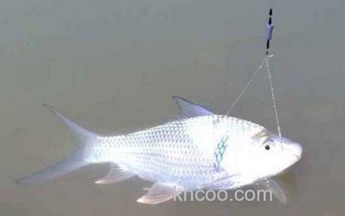 钓土鲮鱼_2