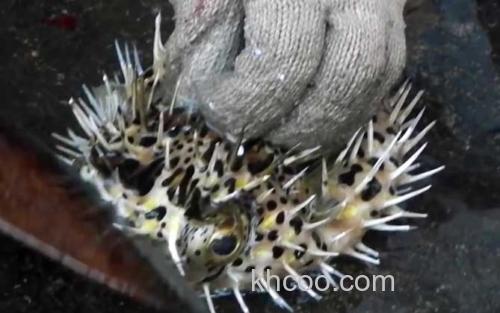 刺鲍鱼_0