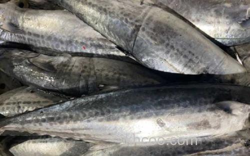 鲅鱼_0