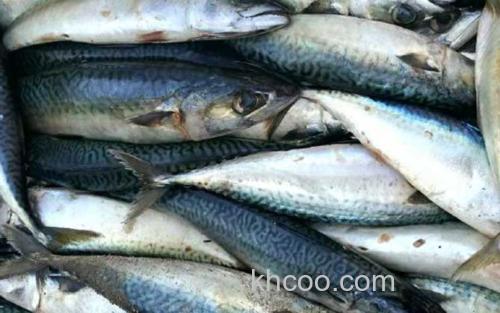 鲅鱼_1