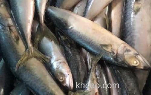 鲐鲅鱼_0