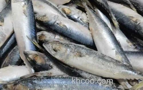 鲐鲅鱼_0
