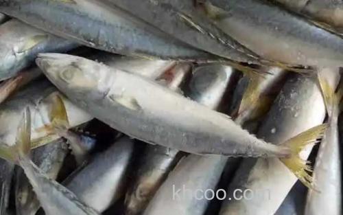 鲐鲅鱼_2