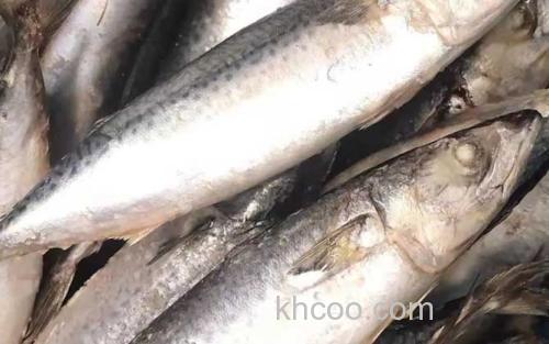鲐鲅鱼_1