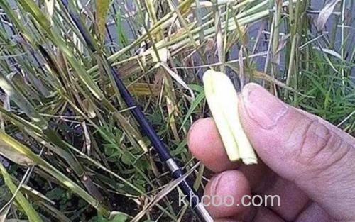 嫩芦苇_6