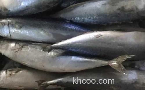 鲐鲅鱼_2