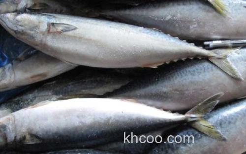 鲐鲅鱼_3