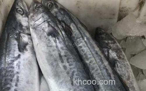 鲅鱼_1