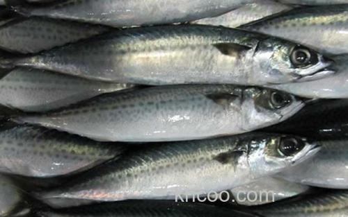 鲅鱼_0