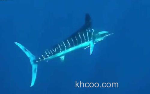 剑鱼_0