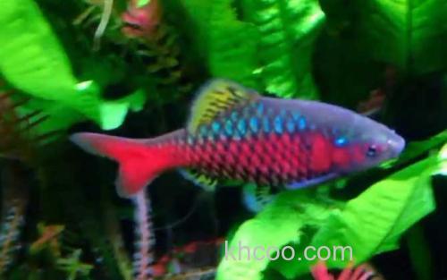 钻石彩虹鲫_0