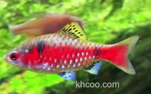钻石彩虹鲫_1