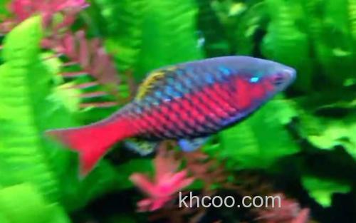 钻石彩虹鲫_2