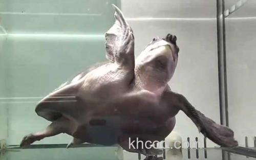 猪鼻龟_0