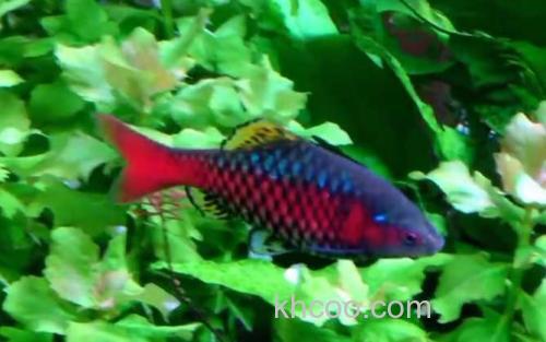 钻石彩虹鲫_3