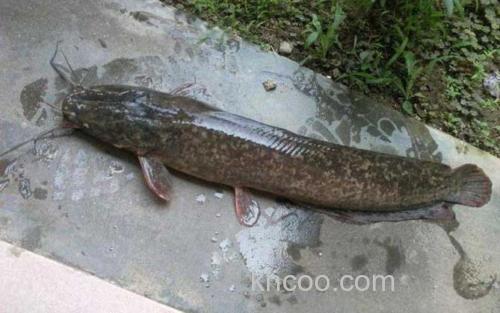 尖齿胡鲶_1