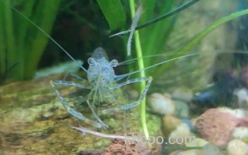 中华小长臂虾_1