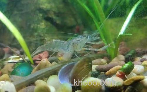 中华小长臂虾_2