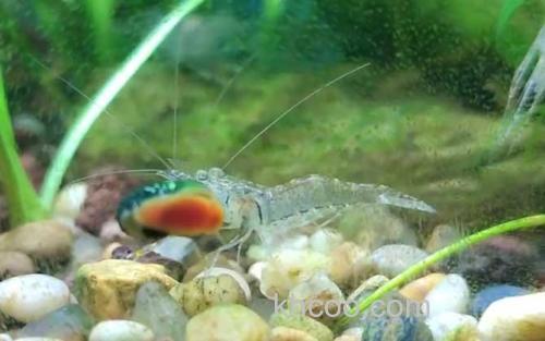 中华小长臂虾_0