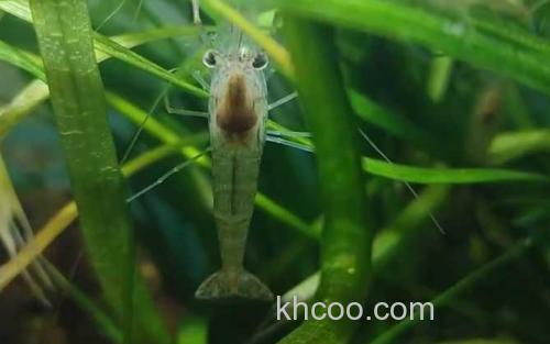 中华小长臂虾_3