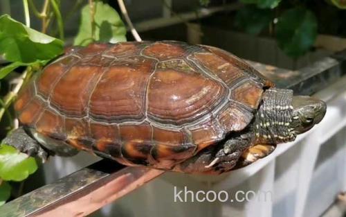 中华龟_2