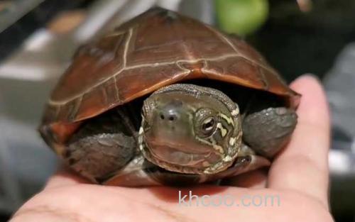 中华龟_1
