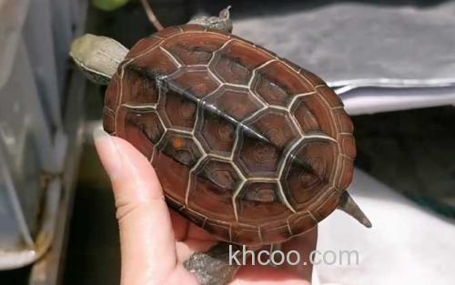 中华龟_0